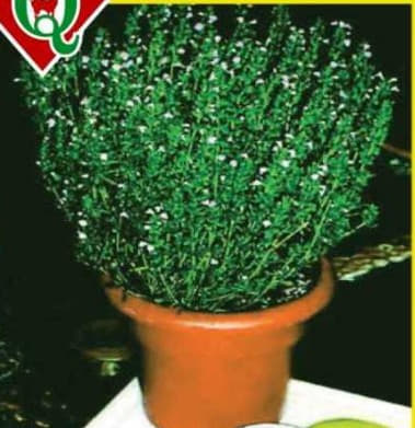 Semillas de Tomillo 1 Kilo