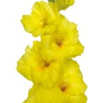 Bulbo de Gladiolo Bananarama