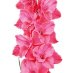 Bulbo de Gladiolo Titanic