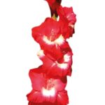 Bulbo de Gladiolo Beach Party