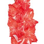 Bulbo de Gladiolo Zizanie