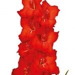 Bulbo de Gladiolo Chinon ®