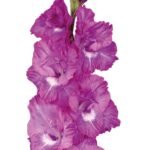 Bulbo de Gladiolo Chit Chat ®