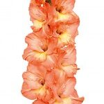 Bulbo de Gladiolo Eminence, Damasco con fondo Amarillo suave