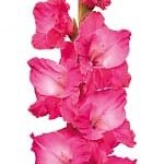 Bulbo de Gladiolo Fairytale Pink ®