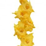 Bulbo de Gladiolo Flevo Breezer, Amarillo