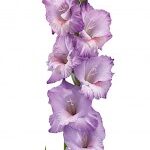 Bulbo de Gladiolo Flevo Nautico