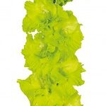 Bulbo de Gladiolo Green Star Verde Limón