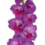 Bulbo de Gladiolo Alfalfa