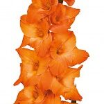 Bulbo de Gladiolo Live Oak Naranjo