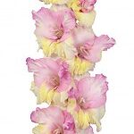 Bulbo de Gladiolo Mon Amour