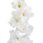 Bulbo de Gladiolo Amsterdam Blanco