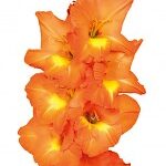 Bulbo de Gladiolo Olinda