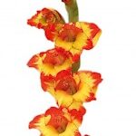 Bulbo de Gladiolo Alana