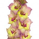 Bulbo de Gladiolo Sapporo